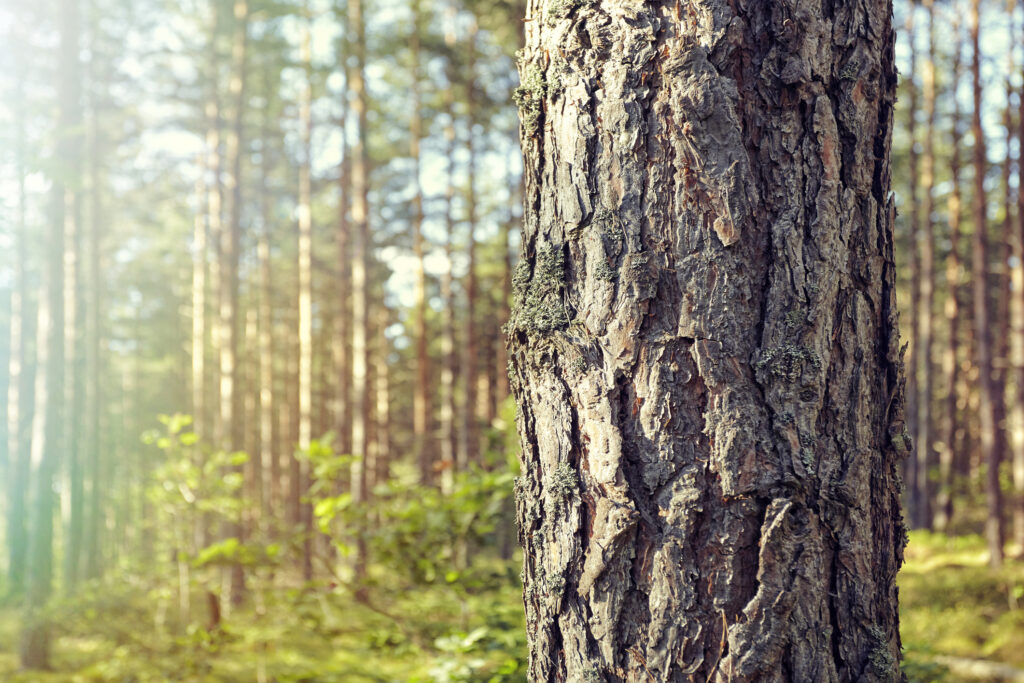 Pourquoi choisir un cercueil écologique ?