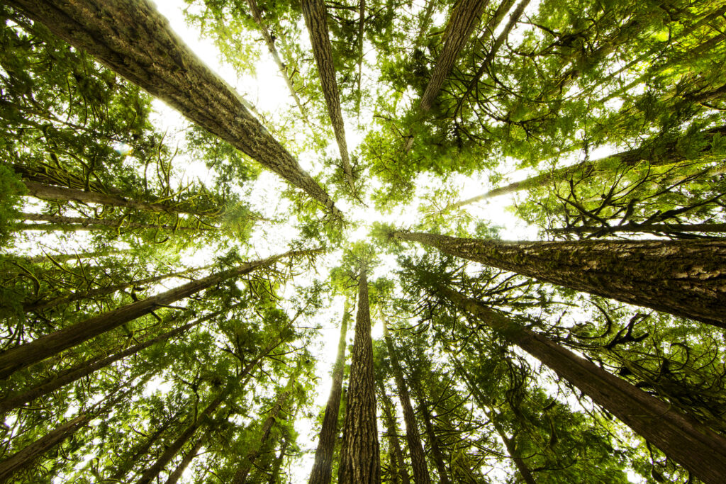 Le cercueil écologique, un choix d’avenir
