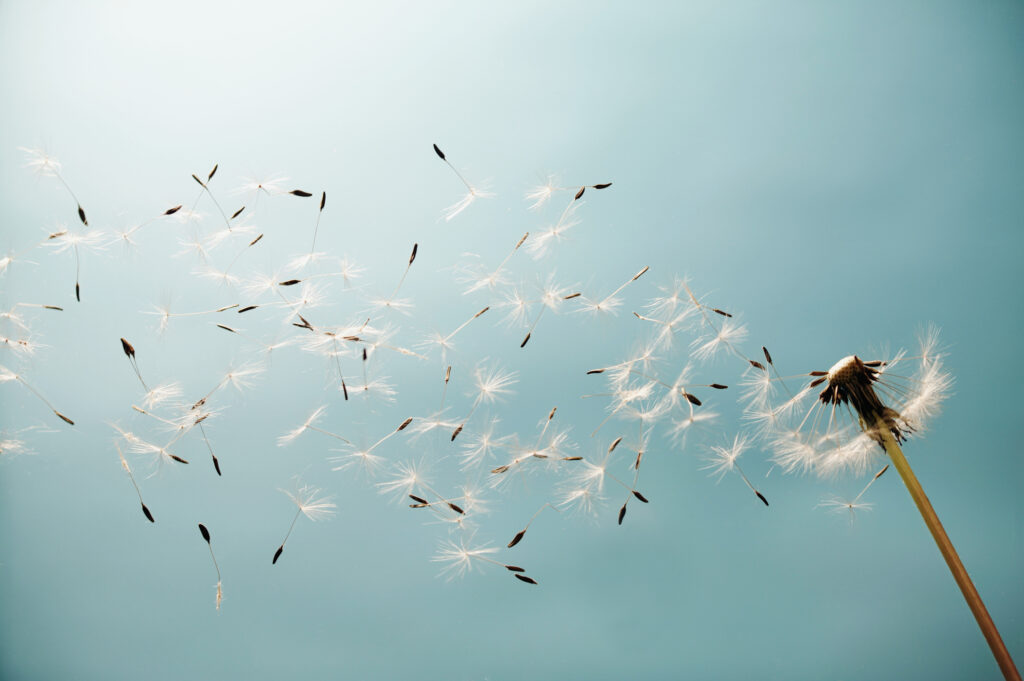 Quelles sont les lois pour la dispersions des cendres ?