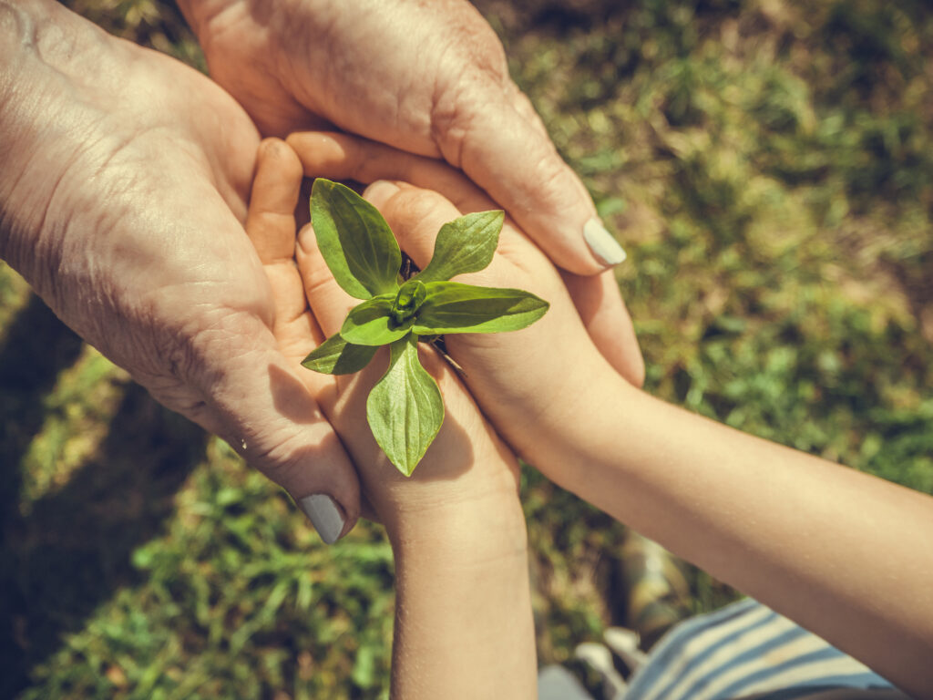 Ces sociétés plantent un arbre pour chaque défunt - Odella.fr
