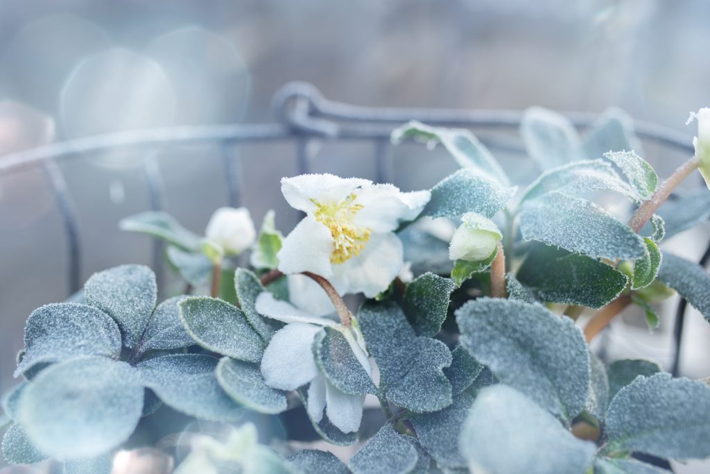 fleurs de l'hiver